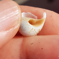 Naticarius stercusmuscarum