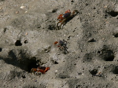 Metaplax elegans