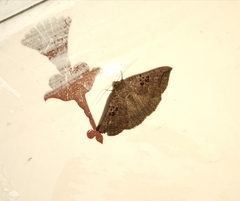 Blasticorhinus