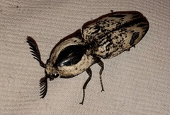 Neolycoreus corpulentus