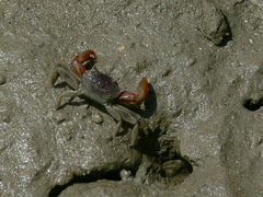 Metaplax elegans