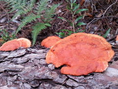 Pycnoporus sanguineus image