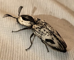 Neolycoreus corpulentus