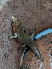 Plestiodon chinensis