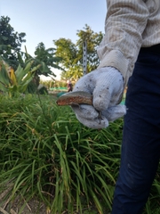 Plestiodon chinensis