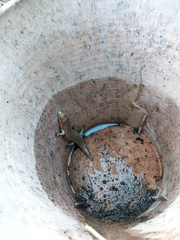 Plestiodon chinensis