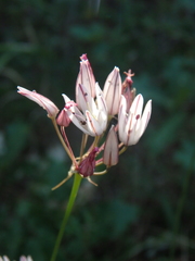 Allium moschatum