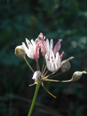 Allium moschatum