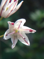 Allium moschatum