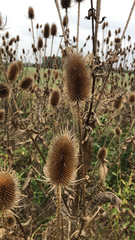 Dipsacus fullonum
