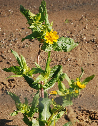 Guizotia abyssinica iNat (1)