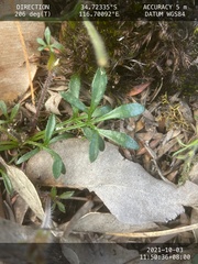 Xanthosia tasmanica