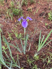 Iris tridentata