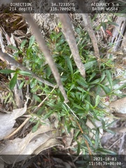 Xanthosia tasmanica