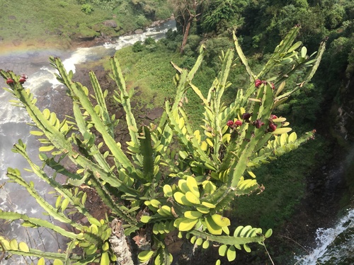 Euphorbia parviceps