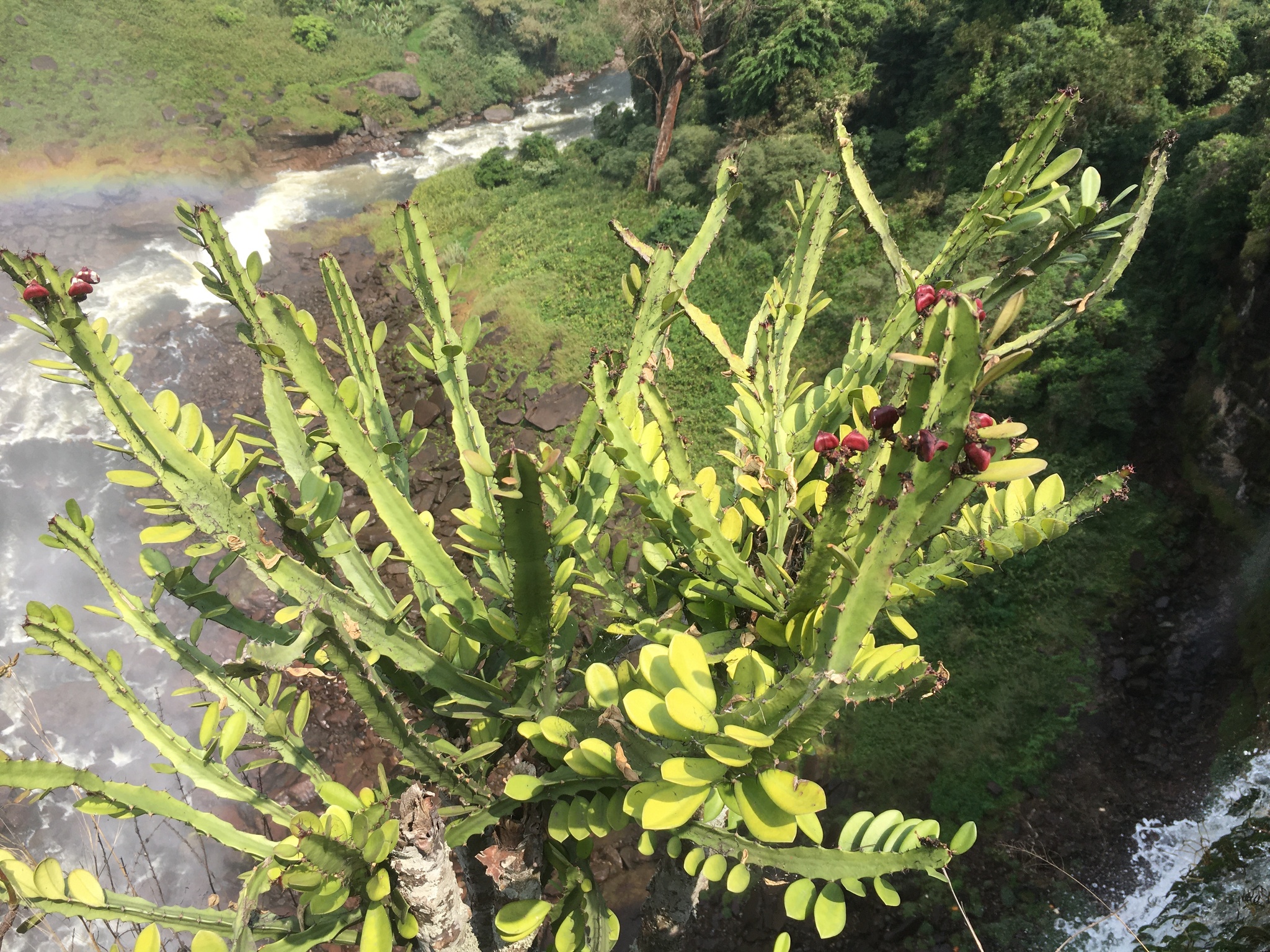 Euphorbia parviceps