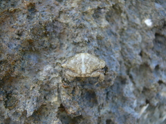 Leptodius affinis