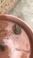 Bufotes boulengeri siculus