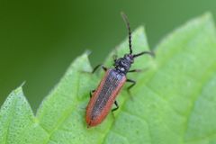 Omalisus fontisbellaquei