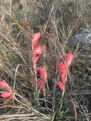 Gladiolus dalenii image