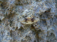 Leptodius affinis