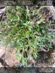 Xanthosia tasmanica