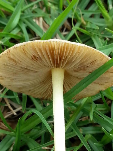 Bolbitius titubans var. titubans image
