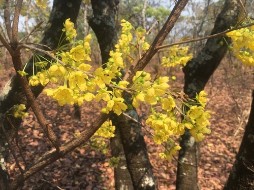 Ochna pulchra image