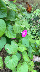 Ipomoea orizabensis