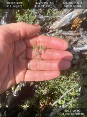 Opercularia hispidula