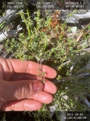 Opercularia hispidula