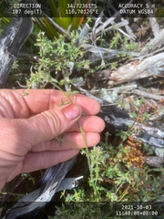 Opercularia hispidula