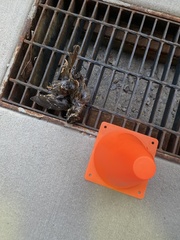 Pheucticus ludovicianus