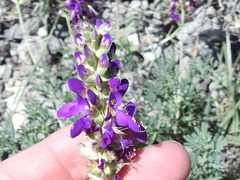 Dalea lasiathera