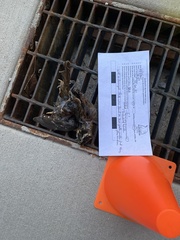 Pheucticus ludovicianus