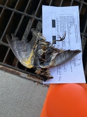 Pheucticus ludovicianus