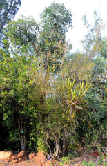 Cussonia transvaalensis