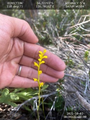 Synaphea petiolaris