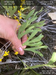 Synaphea petiolaris