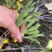 Synaphea petiolaris - Photo (c) Kelly Lamp, algunos derechos reservados (CC BY-NC), uploaded by Kelly Lamp