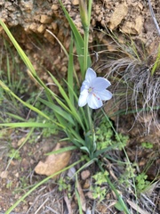 Aristea spiralis