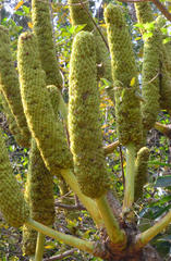 Cussonia transvaalensis