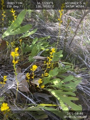 Synaphea petiolaris