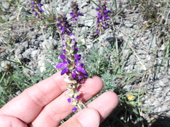 Dalea lasiathera
