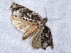 Thrincophora signigerana