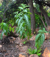 Acanthus polystachyus