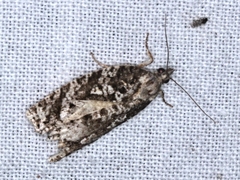 Thrincophora signigerana