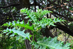 Acanthus polystachyus