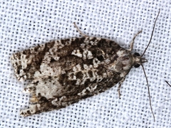 Thrincophora signigerana