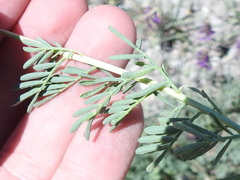 Dalea lasiathera